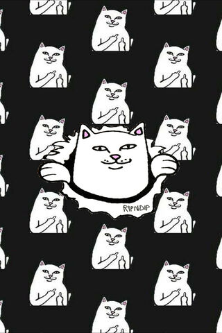 Ripndip's Mischievous Cat Vibes 😼✨