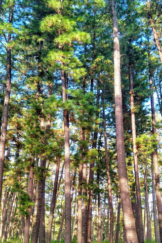 Nature's Symphony: The Trumpet of the Forest 🎶🌲