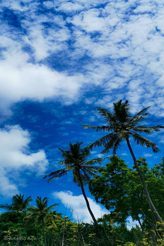 Tropical Vibes: A Daydream Under the Sky 🌴☁️