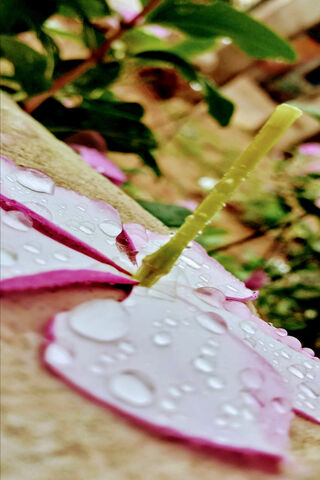 Dolly's Melodic Garden