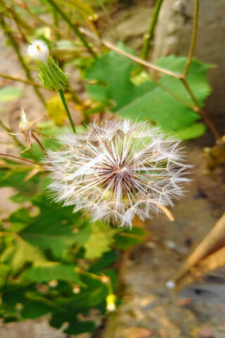 Dandelion