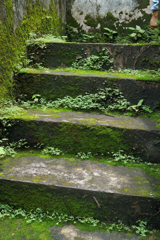 Nature's Embrace: The Steps of Sungai 🌿✨