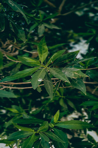 Nature's Embrace: A Leafy Retreat 🌿