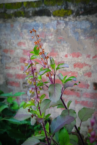 Nature's Celebration: BTS Fiesta 2021 🌿✨