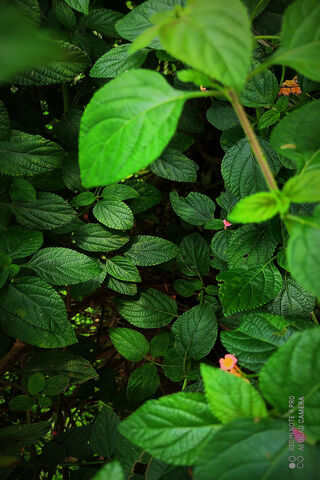 Nature's Canvas: A Close-Up of Lush Greenery 🌿