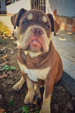 BTS: The Adorable Pup with a Big Personality! 🐶❤️