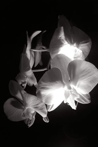 Orchids in Shadows: A Metallica Tribute 🌸🎸