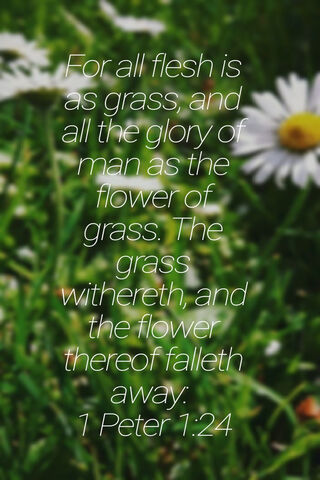 The Fleeting Beauty of Life 🌼