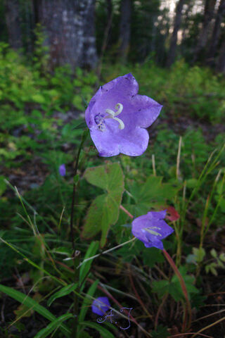 Whispers of the Forest: The Enchanting Kurjenkello 🌸🌲