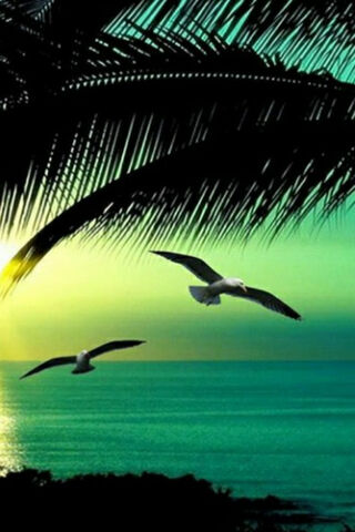 Sunset Serenity: The Dance of Seagulls