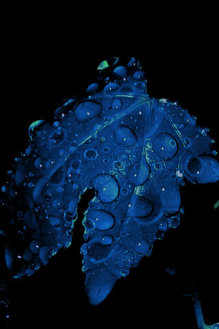 Blue Rain Drops