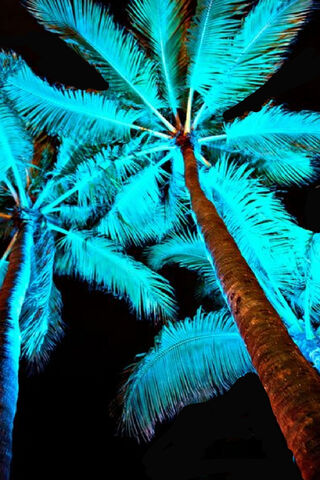 Tropical Night Vibes 🌴✨