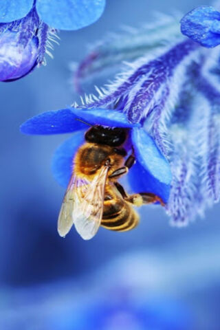 Buzzing Beauty: The Pollinator's Dance 🐝💐