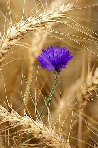 Cornflower