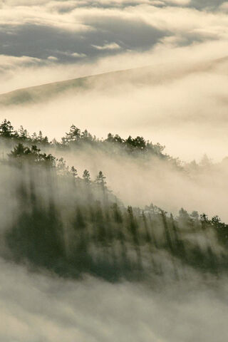 Coast Redwoods