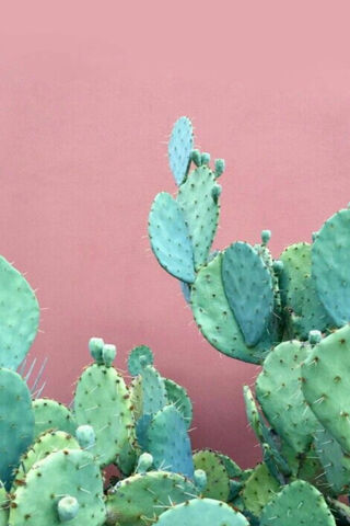 Cactus