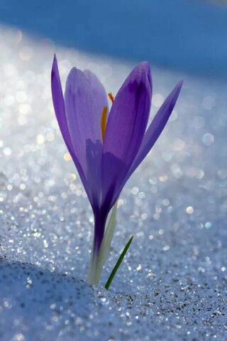 Crocus