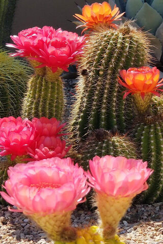Blooming Beauty: The Colorful World of Cacti 🌵🌸