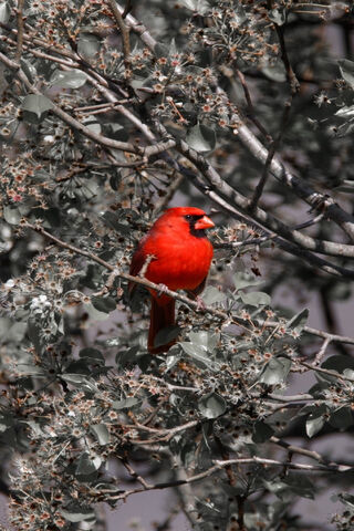 Crimson Majesty: The Cardinal's Charm