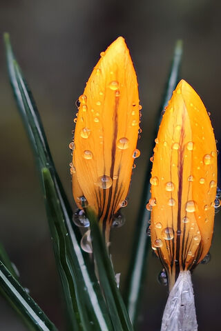 Golden Petals: Nature's Dewy Gems 🌼💧