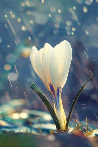 Crocus: Nature's Early Bloom 🌼✨