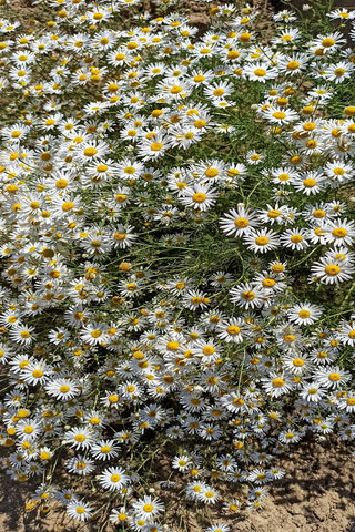 Chamomile Bliss: Nature's Soothing Blanket 🌼✨