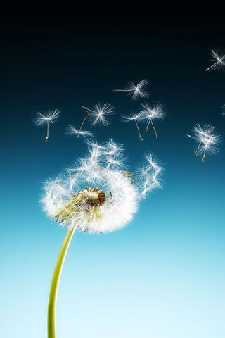 Whispers of the Wind: The Dandelion's Dance 🌬️🌼