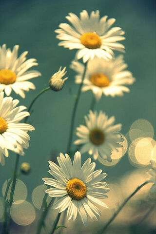 Daisies in the Sunlight 🌼✨