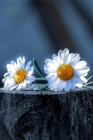 Daisies in the Sunlight 🌼☀️