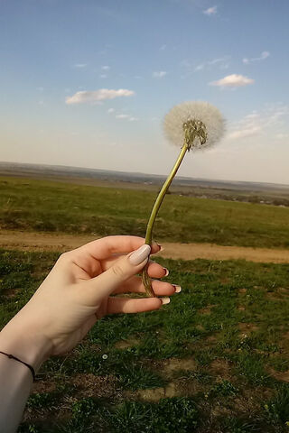 Dandelion