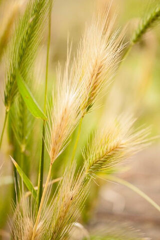 Nature's Whispers: The Beauty of Ears
