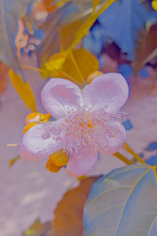 Nature's Colorful Embrace 🌸✨