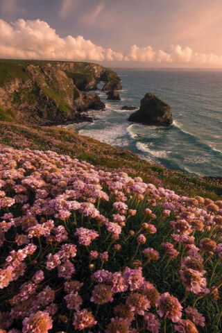 Coastal Blooms at Dusk 🌊🌸