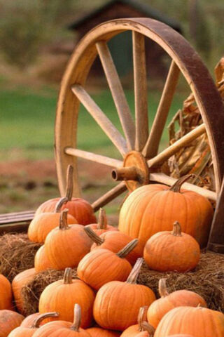Harvest Harmony: A Fall Celebration 🍂🎃