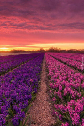 Serenity in Bloom 🌸🌅