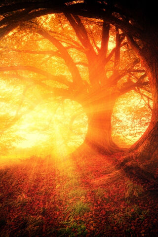 Autumn's Golden Embrace 🍂✨