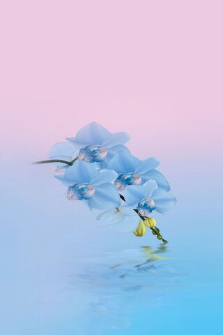 Serenity in Bloom 🌸✨