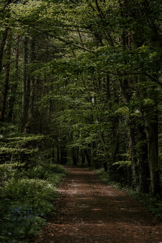 Forest Silent Road