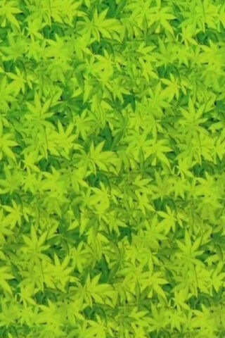 Lush Greenery: Nature's Canvas 🌿