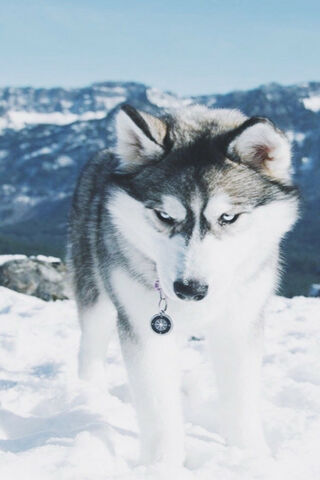 Winter Wanderer: The Majestic Husky