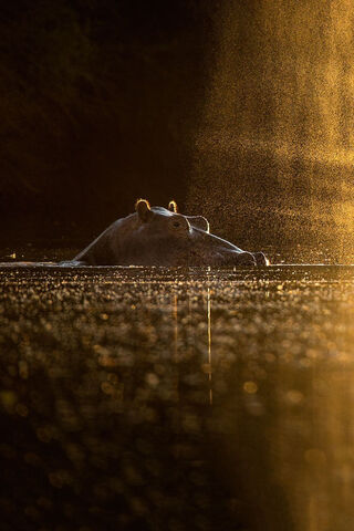 Golden Serenity: The Hippo's Tranquil Moment 🌅🦛