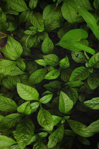 Leaf