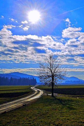 Solitary Sentinel: The Lonely Tree