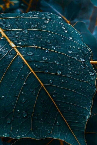 Leaves DewDrops