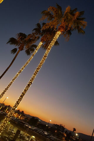 Twilight Glow in Los Angeles 🌴✨
