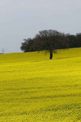 Meadow