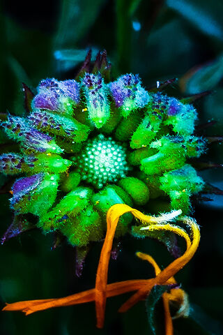 Nature's Hidden Potential 🌱✨