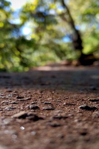Tranquil Pathway Through Nature 🌿✨