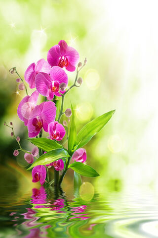 Orchid