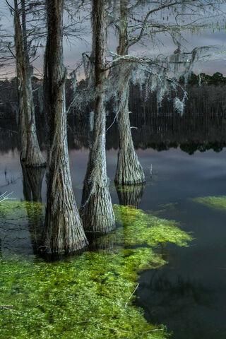 Mystical Reflections: The Enchantment of Pine Log
